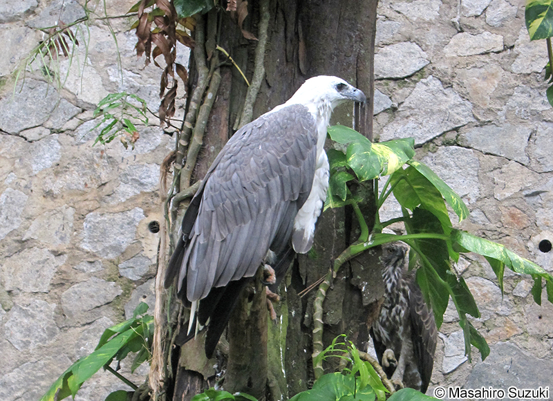シロハラウミワシ Haliaeetus leucogaster