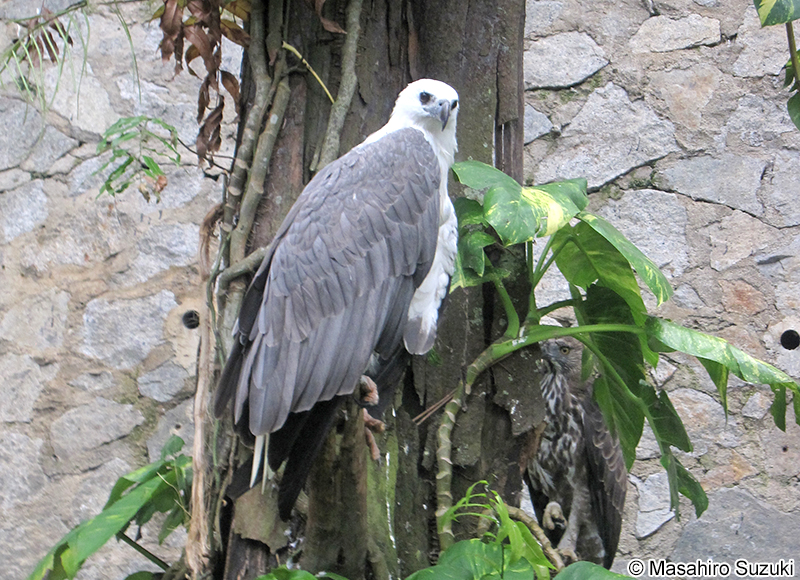 シロハラウミワシ Haliaeetus leucogaster