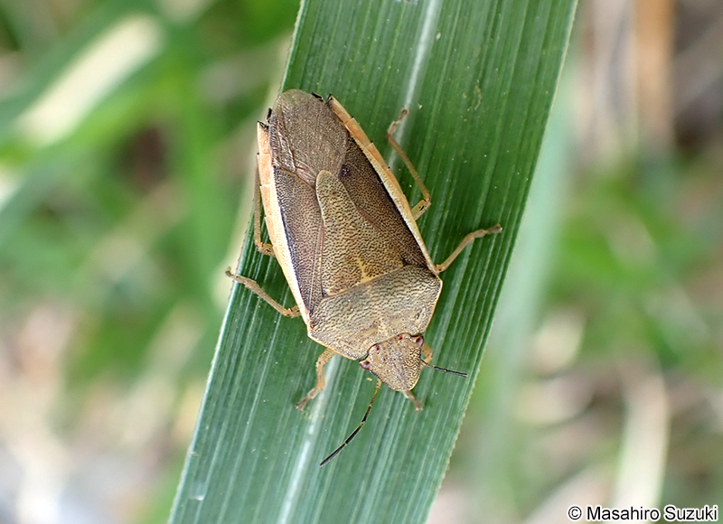 シロヘリカメムシ Aenaria lewisi
