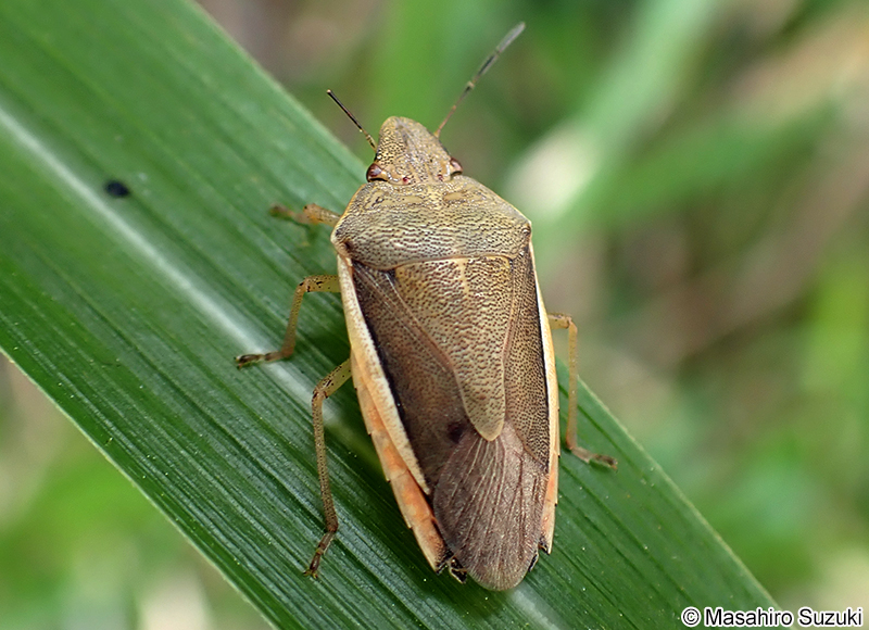 シロヘリカメムシ Aenaria lewisi