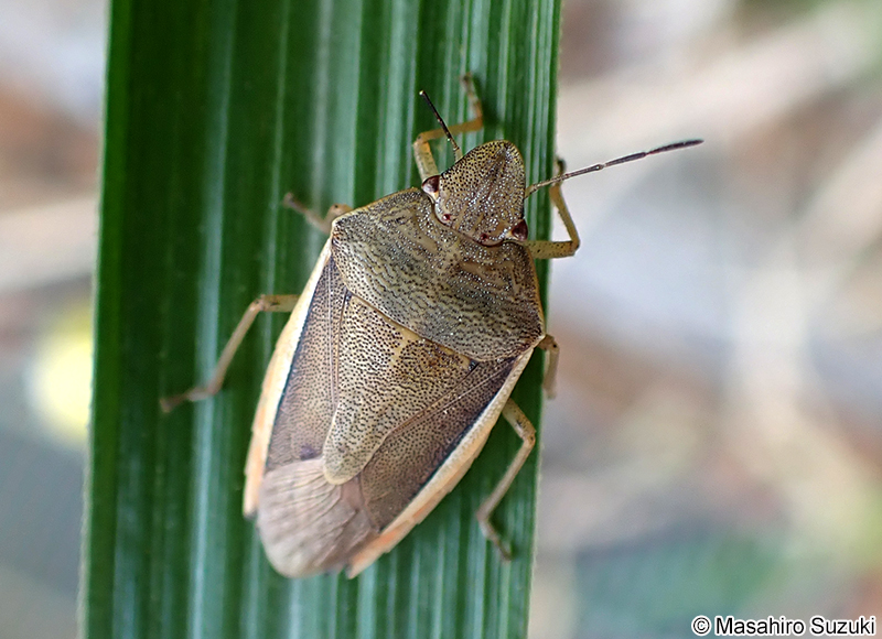 シロヘリカメムシ Aenaria lewisi