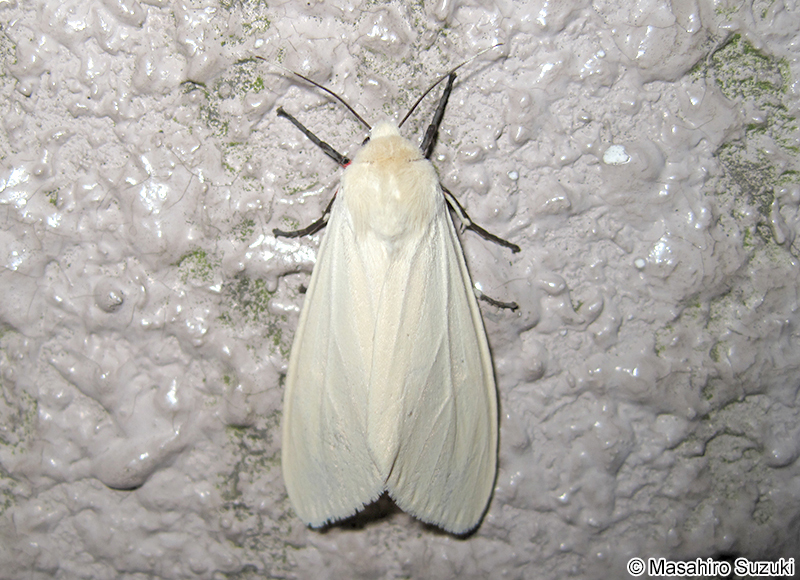 シロヒトリ Chionarctia nivea