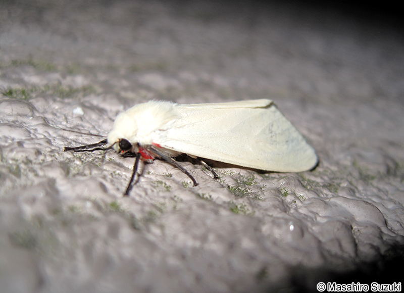 シロヒトリ Chionarctia nivea