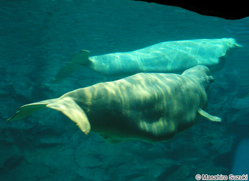 シロイルカ Delphinapterus leucas