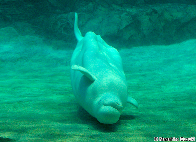 シロイルカ Delphinapterus leucas