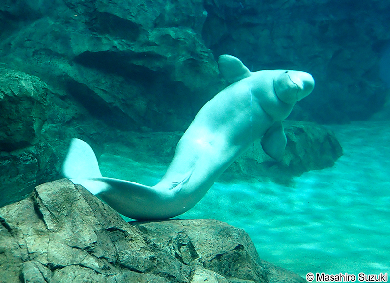 シロイルカ Delphinapterus leucas