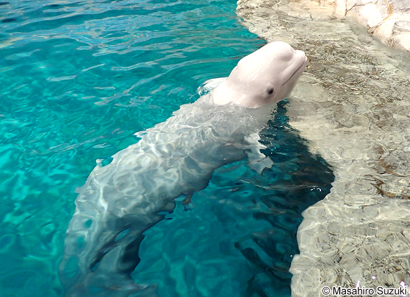 シロイルカ Delphinapterus leucas