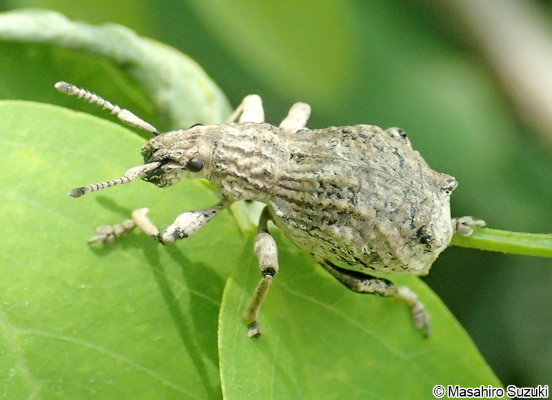 シロコブゾウムシ Episomus turritus