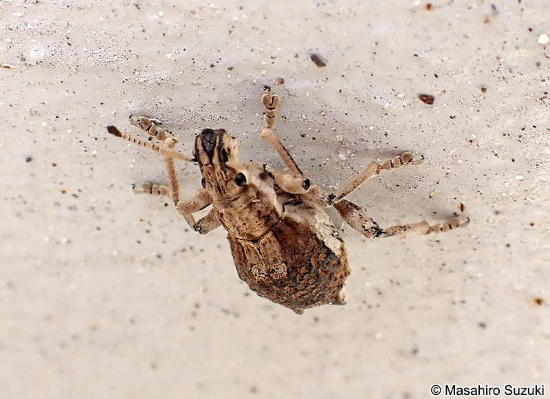 シロコブゾウムシ Episomus turritus