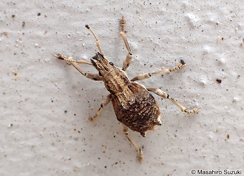 シロコブゾウムシ Episomus turritus