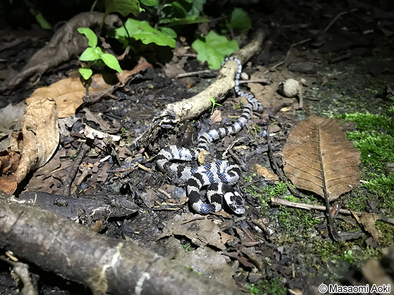 シロマダラの幼体
