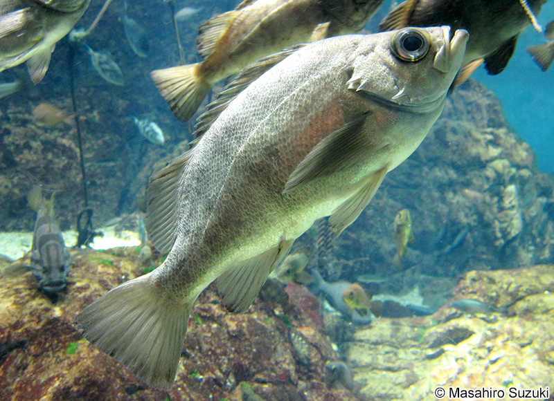 シロメバル Sebastes cheni