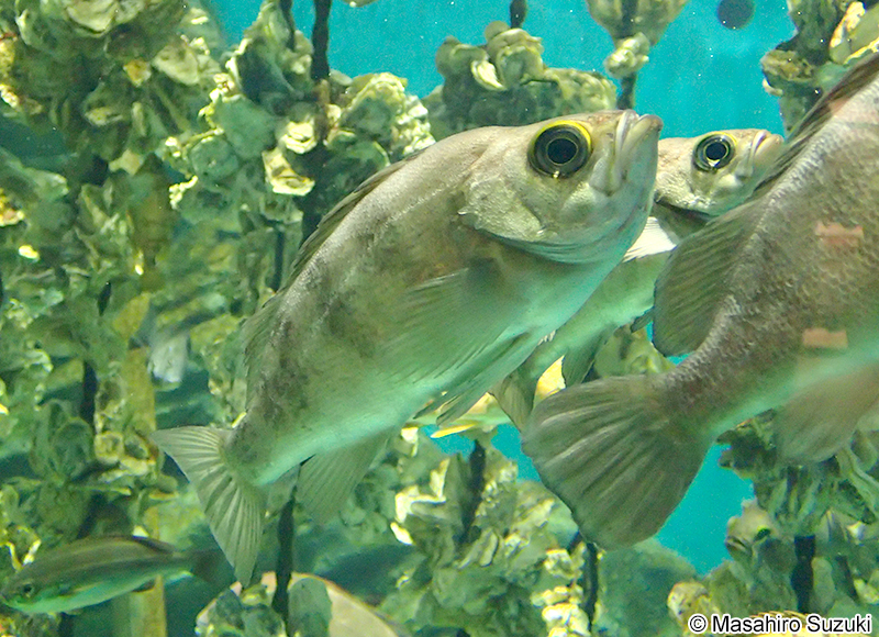 シロメバル Sebastes cheni