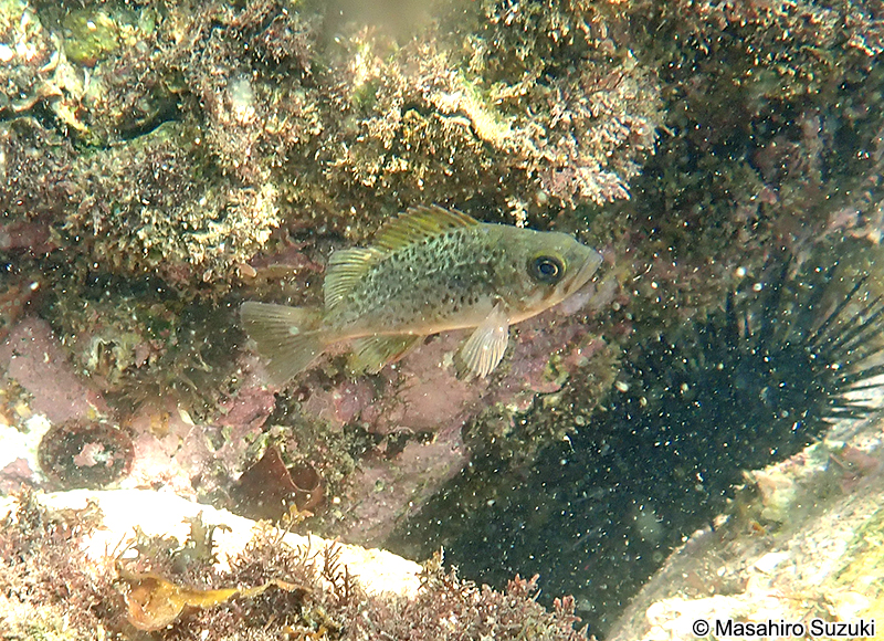 シロメバル Sebastes cheni