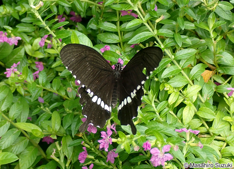 シロオビアゲハ Papilio polytes