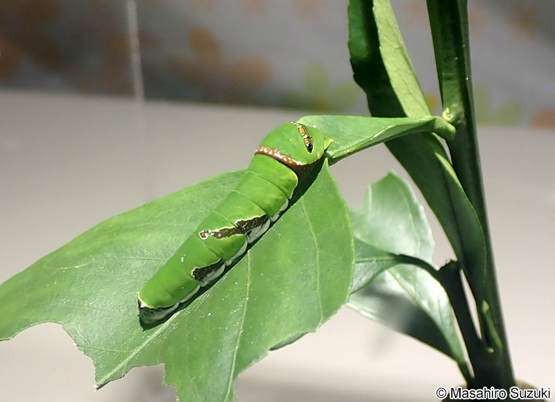 シロオビアゲハの幼虫
