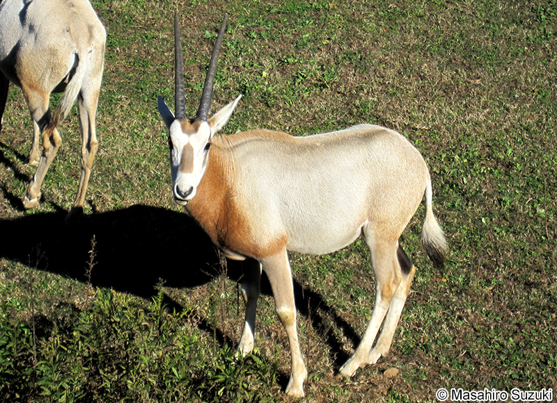 シロオリックス Oryx dammah