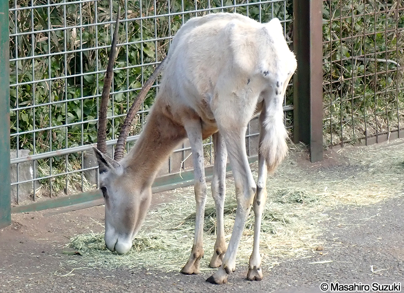 シロオリックス Oryx dammah