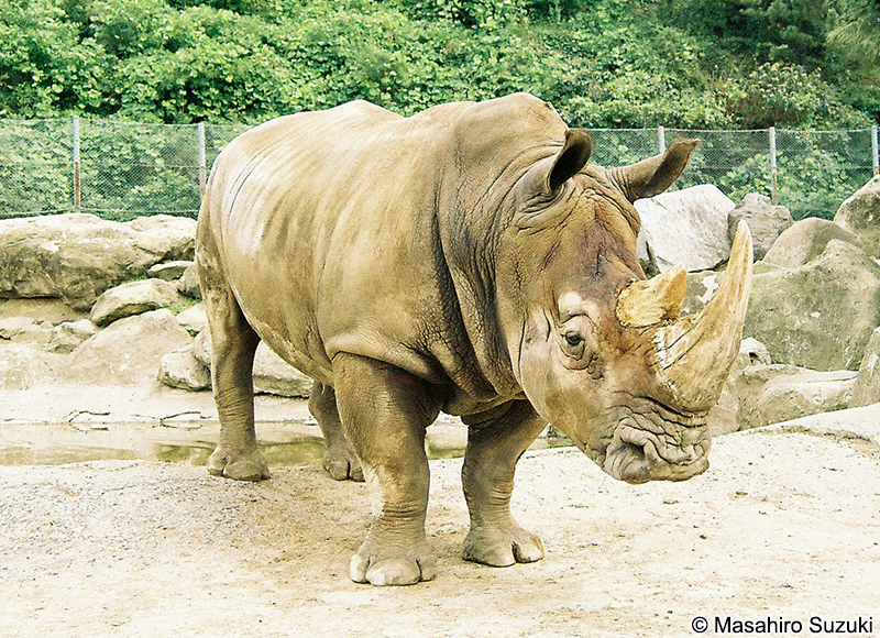 ミナミシロサイ Ceratotherium simum simum