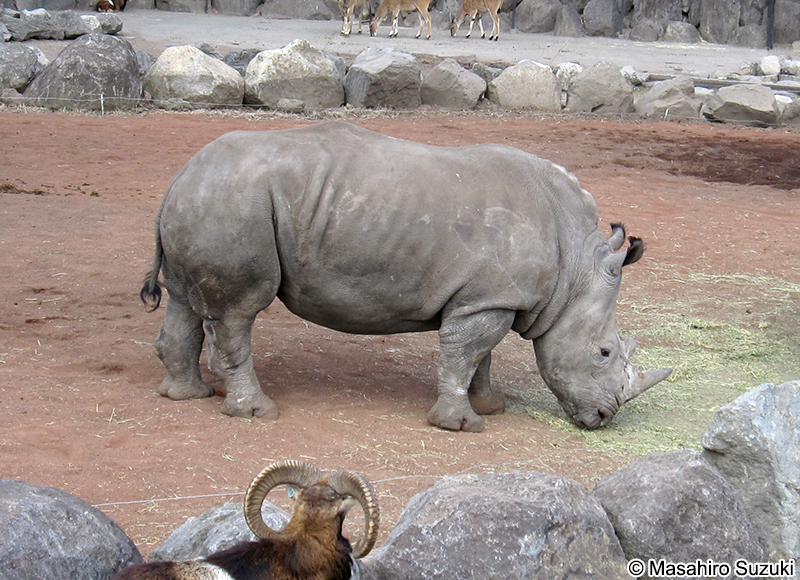 ミナミシロサイ Ceratotherium simum simum