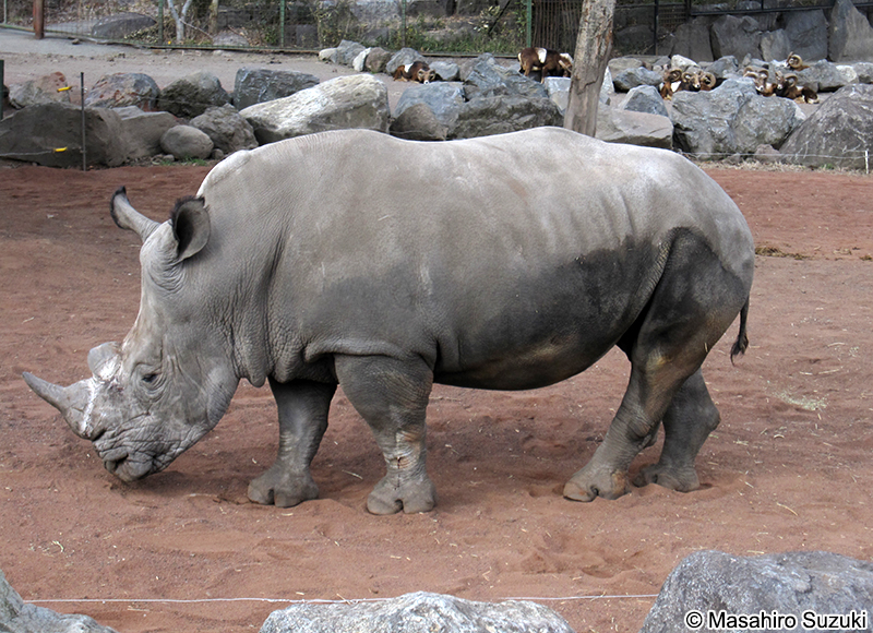 ミナミシロサイ Ceratotherium simum simum