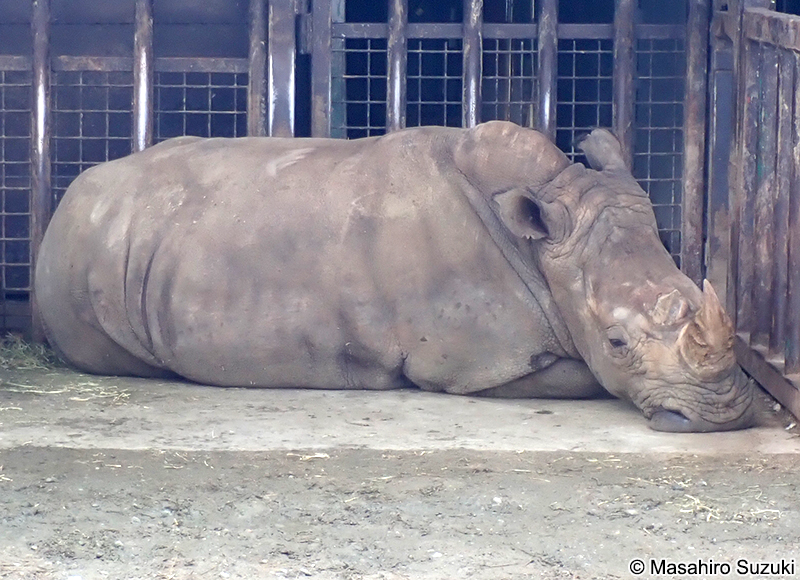 ミナミシロサイ Ceratotherium simum simum