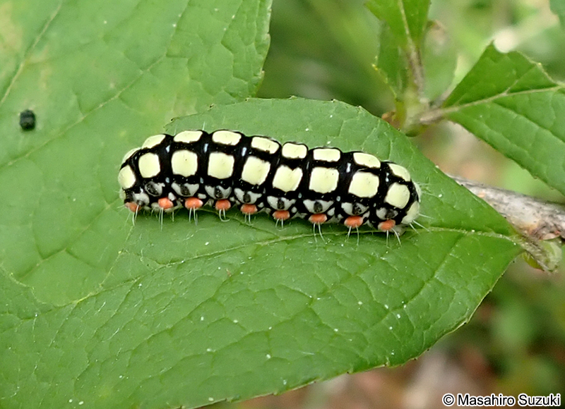 シロシタホタルガの幼虫