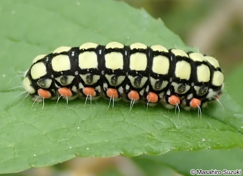 シロシタホタルガの幼虫