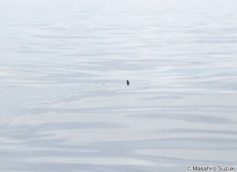 シロシュモクザメ Sphyrna zygaena