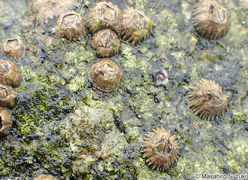 シロスジフジツボ Fistulobalanus albicostatus