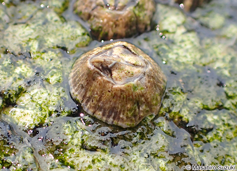 シロスジフジツボ Fistulobalanus albicostatus