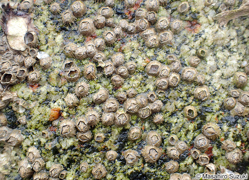 シロスジフジツボ Fistulobalanus albicostatus