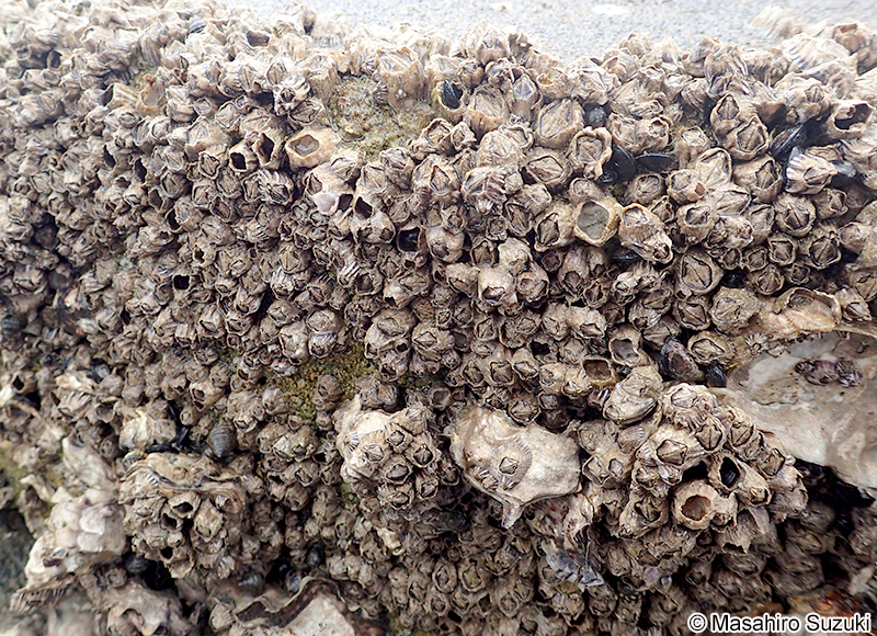 シロスジフジツボ Fistulobalanus albicostatus