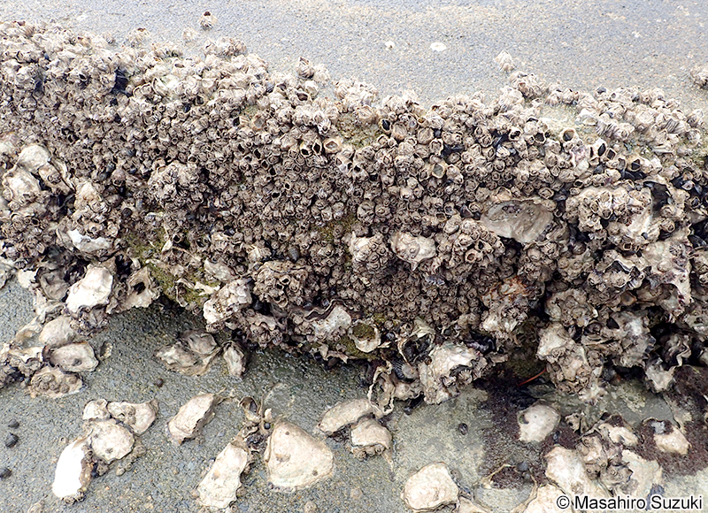 シロスジフジツボ Fistulobalanus albicostatus