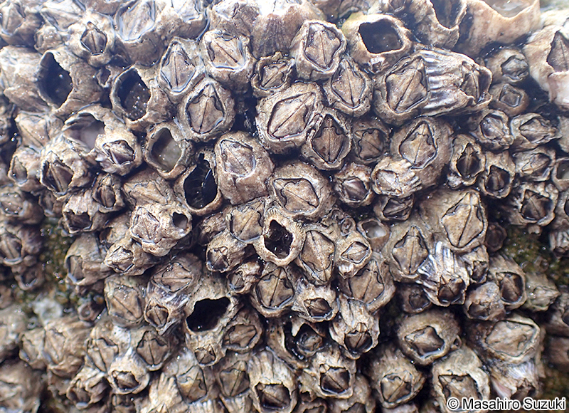 シロスジフジツボ Fistulobalanus albicostatus