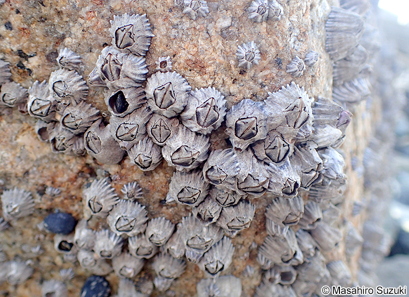 シロスジフジツボ Fistulobalanus albicostatus