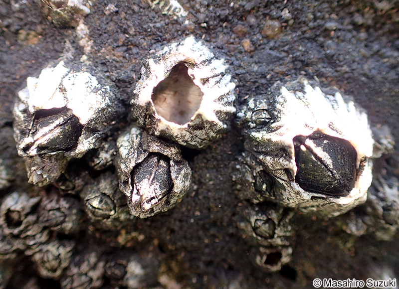 シロスジフジツボ Fistulobalanus albicostatus