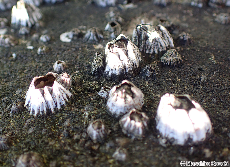 シロスジフジツボ Fistulobalanus albicostatus