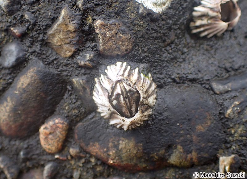 シロスジフジツボ Fistulobalanus albicostatus