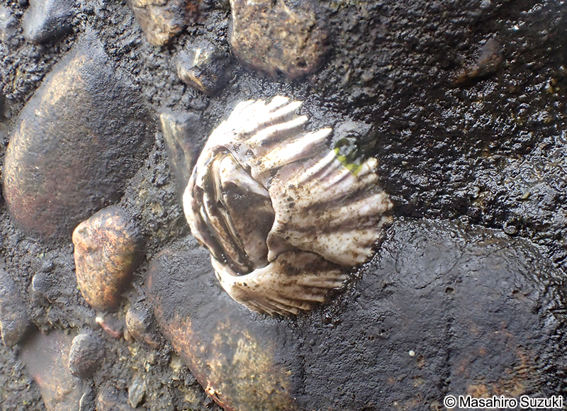 シロスジフジツボ Fistulobalanus albicostatus