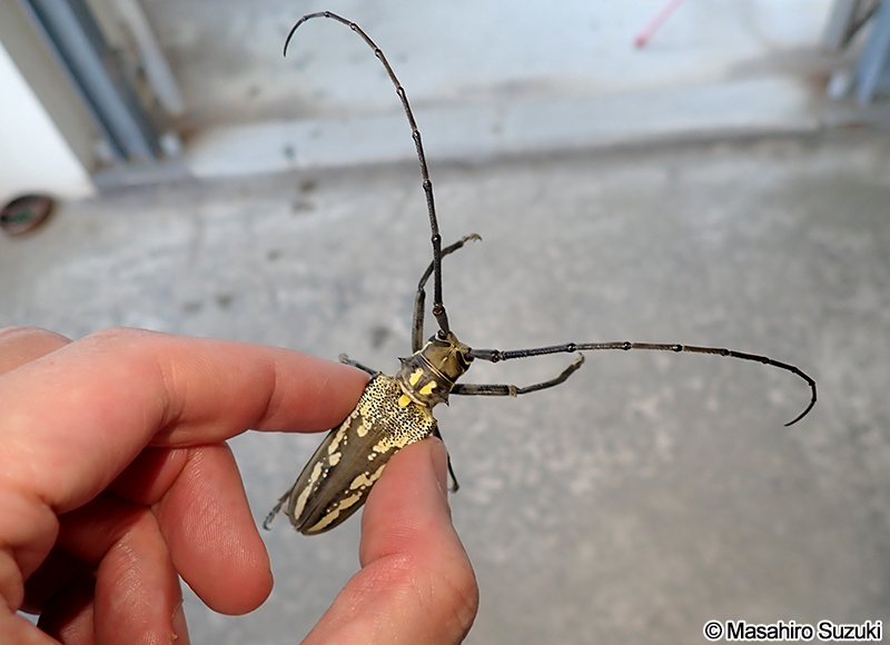 シロスジカミキリ Batocera lineolata