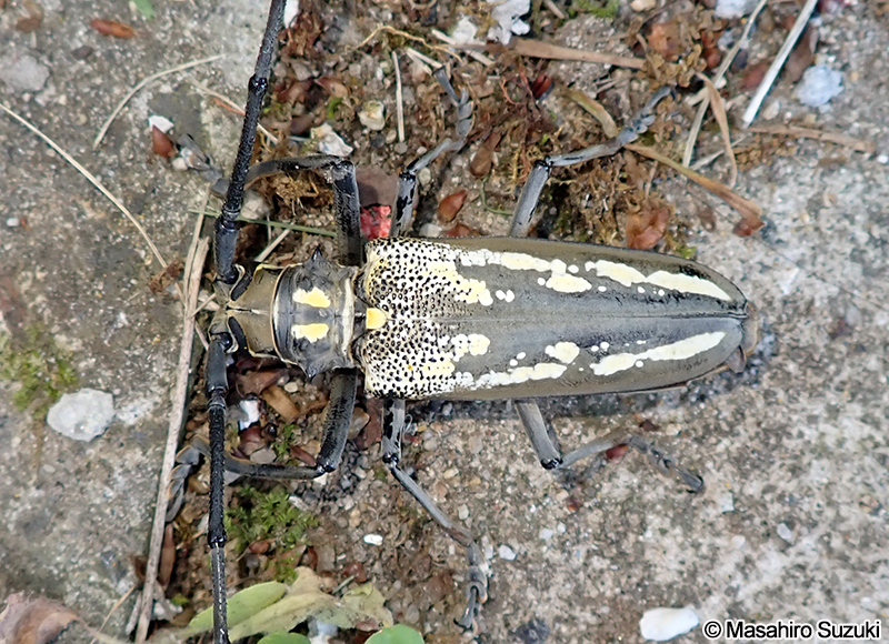 シロスジカミキリ Batocera lineolata