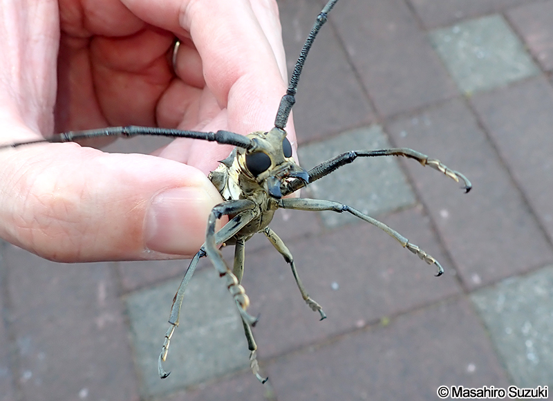 シロスジカミキリ Batocera lineolata