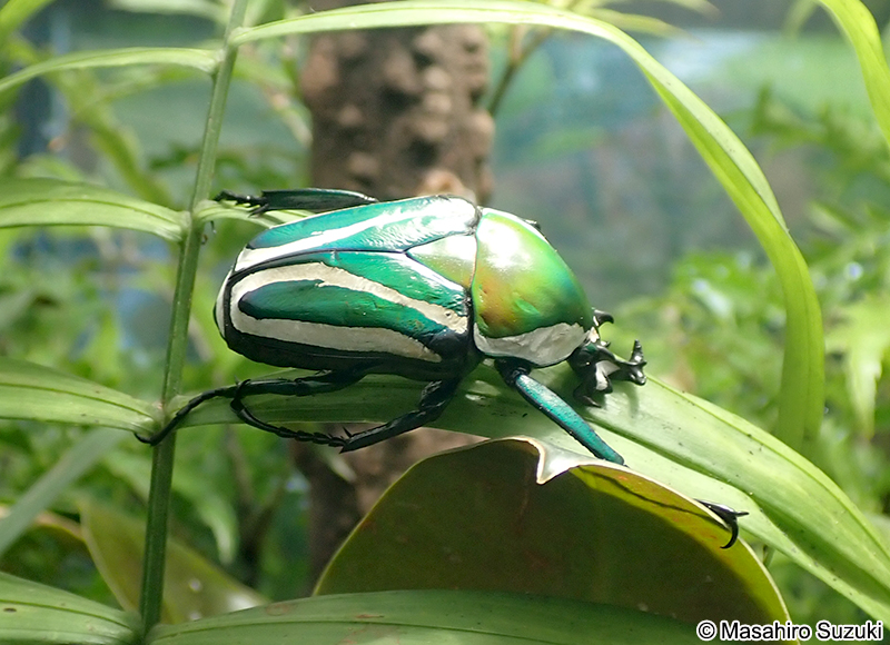 シロスジオオツノカナブン Dicrorhina derbyana conradsi