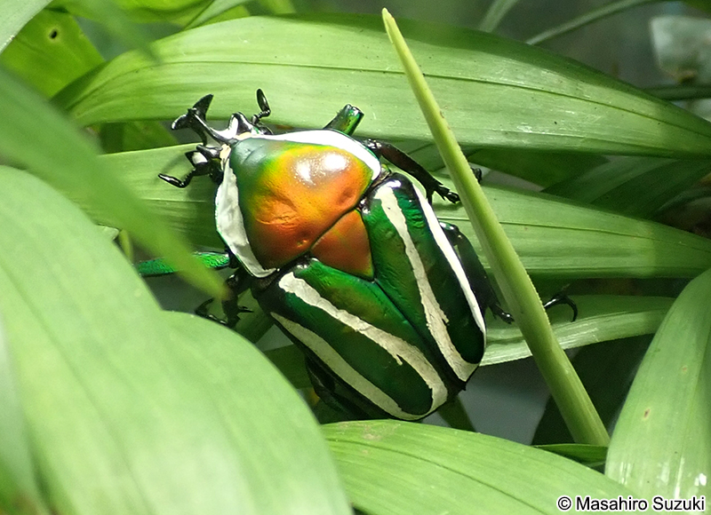 シロスジオオツノカナブン Dicrorhina derbyana conradsi