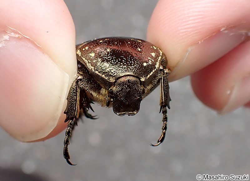 シロテンハナムグリ Protaetia orientalis submarumorea