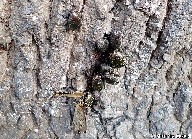 シロテンハナムグリ Protaetia orientalis submarumorea