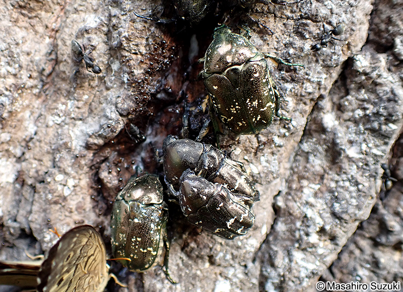 シロテンハナムグリ Protaetia orientalis submarumorea