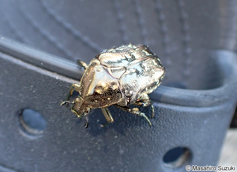 シロテンハナムグリ Protaetia orientalis submarumorea