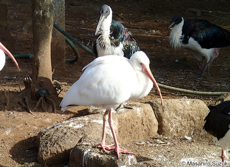 シロトキ Eudocimus albus